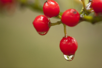 Holly berries