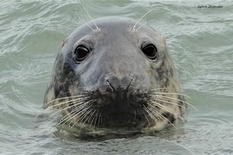 Curious adult female grey seal