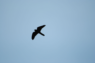 Kestrel (c) Amy Lewis