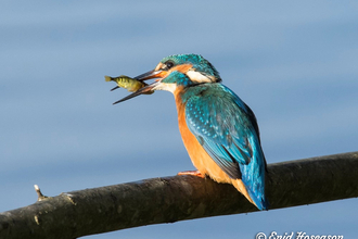 Kingfisher