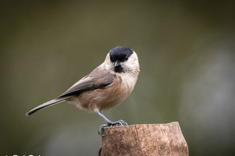 Willow Tit on branch