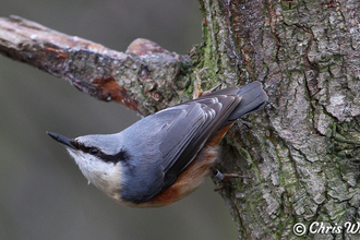 Nuthatch