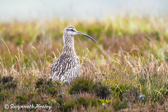 Curlew