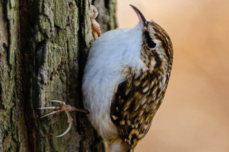 Treecreeper