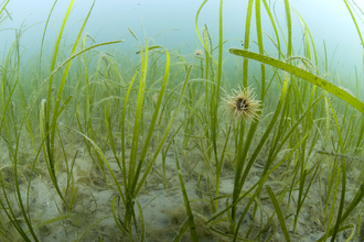 Eelgrass bed