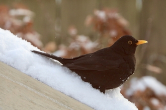 Blackbird