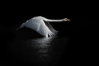 Mute Swan