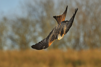 Red Kite