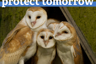 30 by 30 barn owls