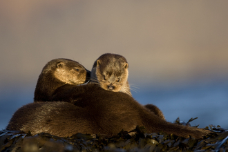 Otters