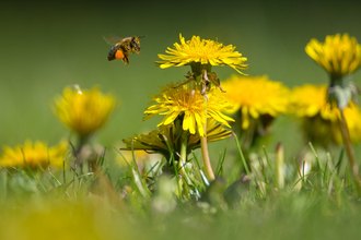 Bee
