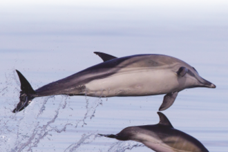  Europe’s sea mammals