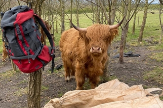 Highland Cattle