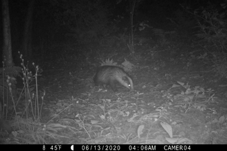 MammalWeb badger