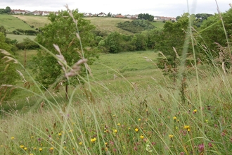 Dedicate a square metre of grassland meadow
