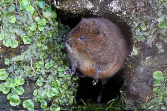 Water vole (c) Margaret Holland