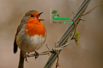 Robin