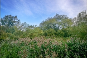 primrose reedbed