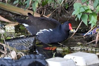 Bird in litter strewn river