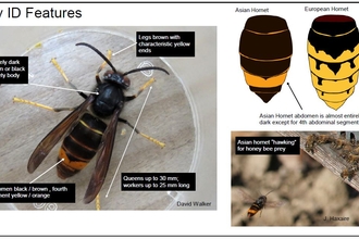 Asian hornet ID sheet