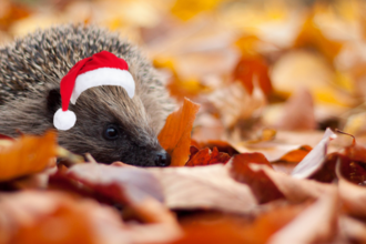 Hedgehog in christmas hat 