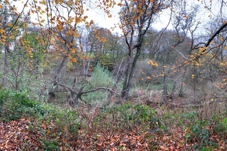 View of Low Barns Alder Carr as a panoramic