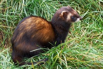 Polecat