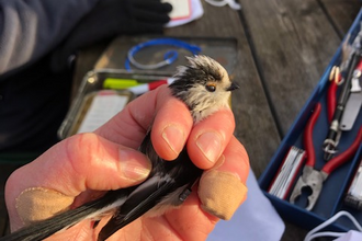 a long tailed tit pictured during bird ringing