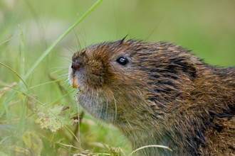 Water vole