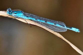 common blue dragonfly