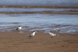 Little Terns in typical courtship pose