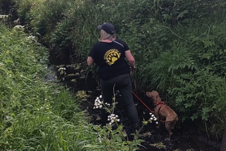 Conservation dog and handler in stream searching for water voles