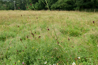 Westwood Meadow Nature Reserve