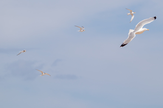 some little terns in flight against blue sky