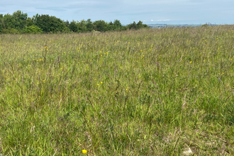 The Folly Nature Reserve showing a meadow with trees in the background