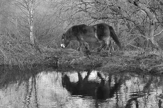 Exmoor pony grazing grass at Malton Pond