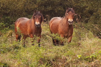 Exmoor ponies grazing Malton