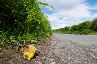 Yellowhammer dead at the side of the road