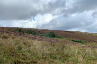 Landscape view of Cuthbert's Moor with heather and building in background