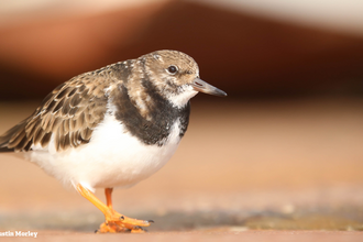 Turnstone