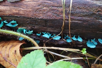 green elf cup fungi on underside of log