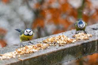 Bluetits eating seed