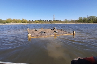 A tern raft in the water at Shibdon Pond Nature Reserve
