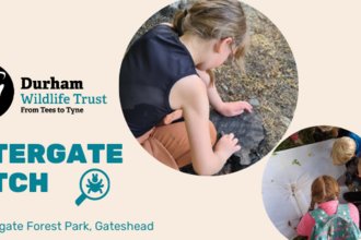 Children doing bug surveys