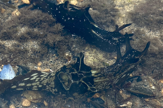 Sea hares - look like slugs - under water in a rockpool