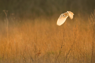 Barn owl