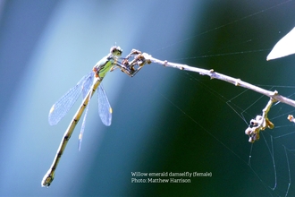 female willow emerald damselfly 