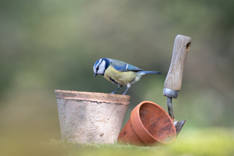 Blue tit on plant pots