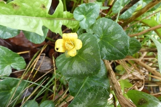 Yellow flower with large green leaves behind it