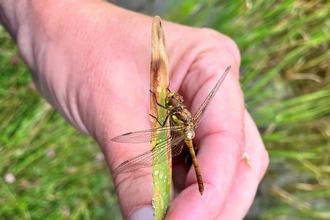 hand holding common darter dragonfly on stalk of grass